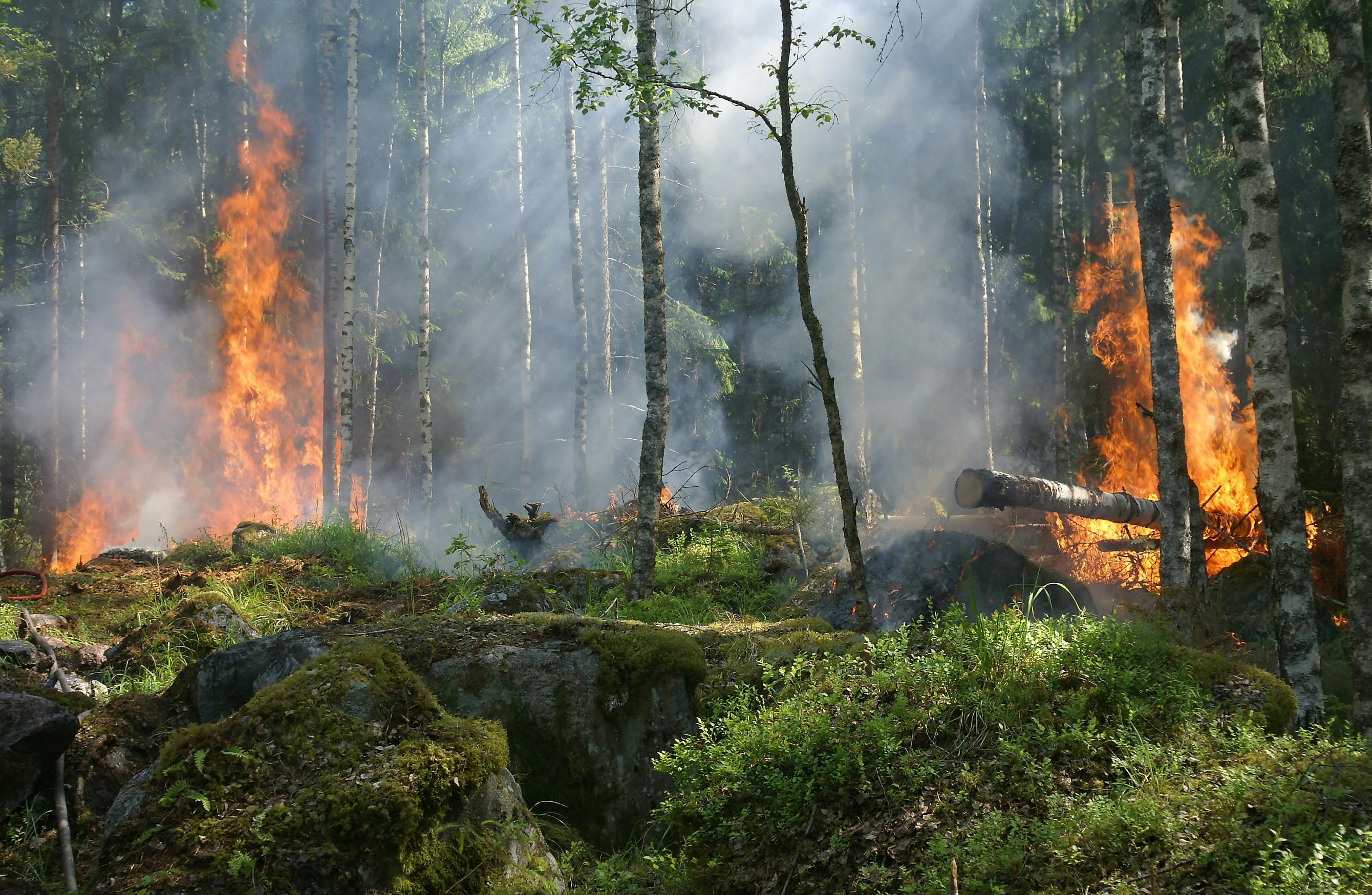 Forest on Fire. Photo by Pixabay: https://www.pexels.com/photo/forest-on-fire-51951/